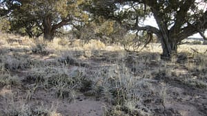 Copy of APN063 Cactus