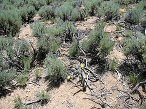 terrain