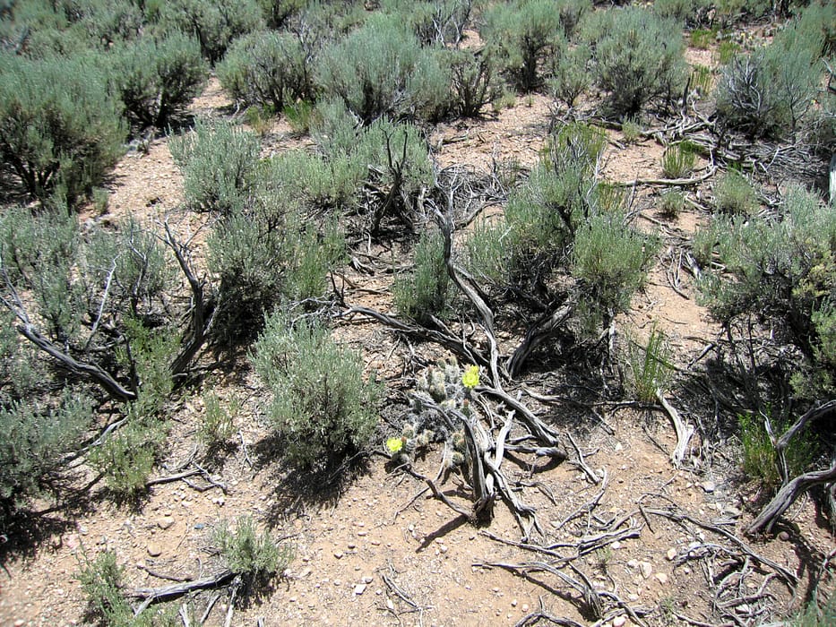 terrain