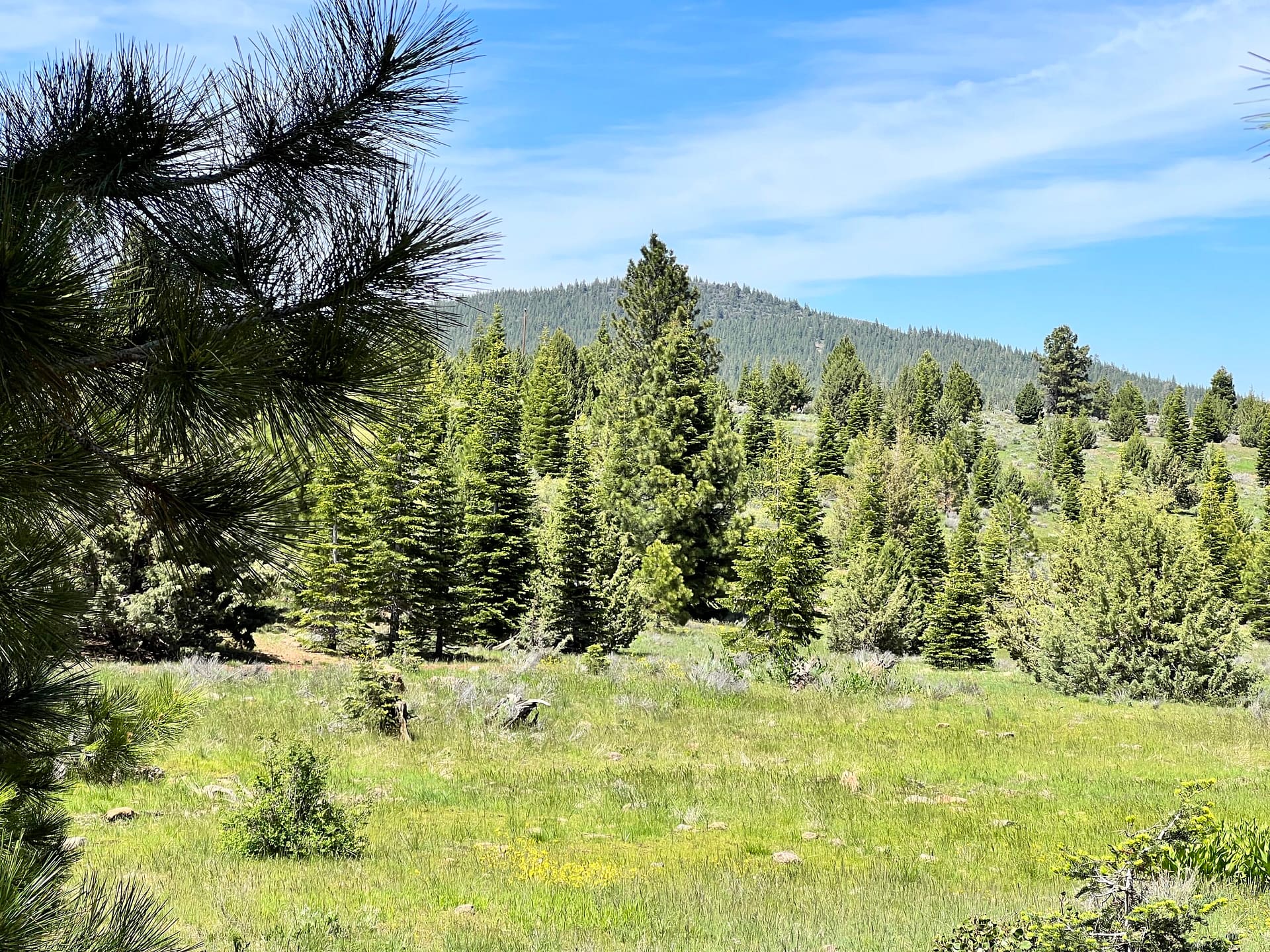 Prime Real Estate in California Pines, Alturas CA - Pepperland Group